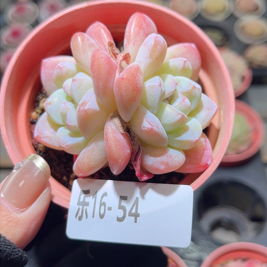 乐16-54 冰玉双头