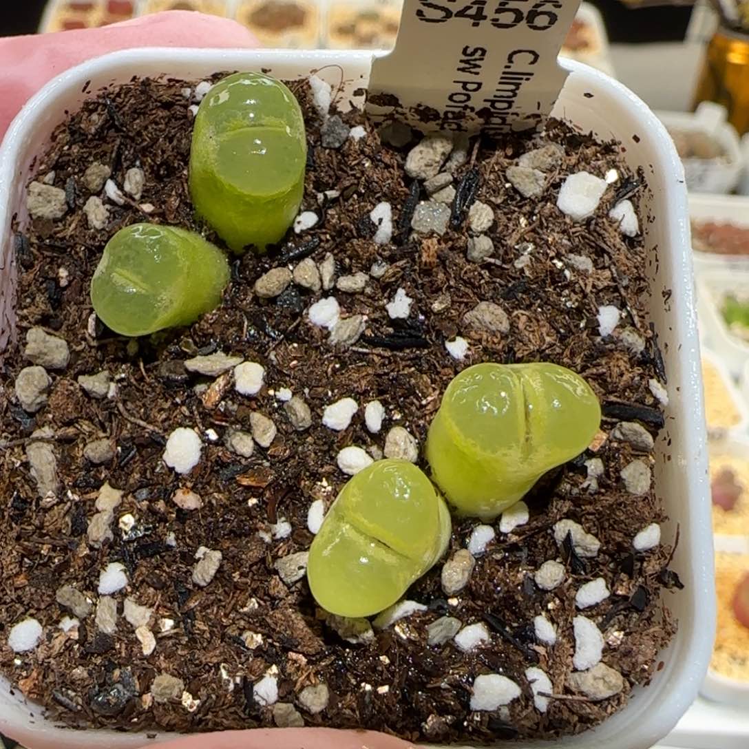 肉锥多肉植物百科-大眼睛风铃567