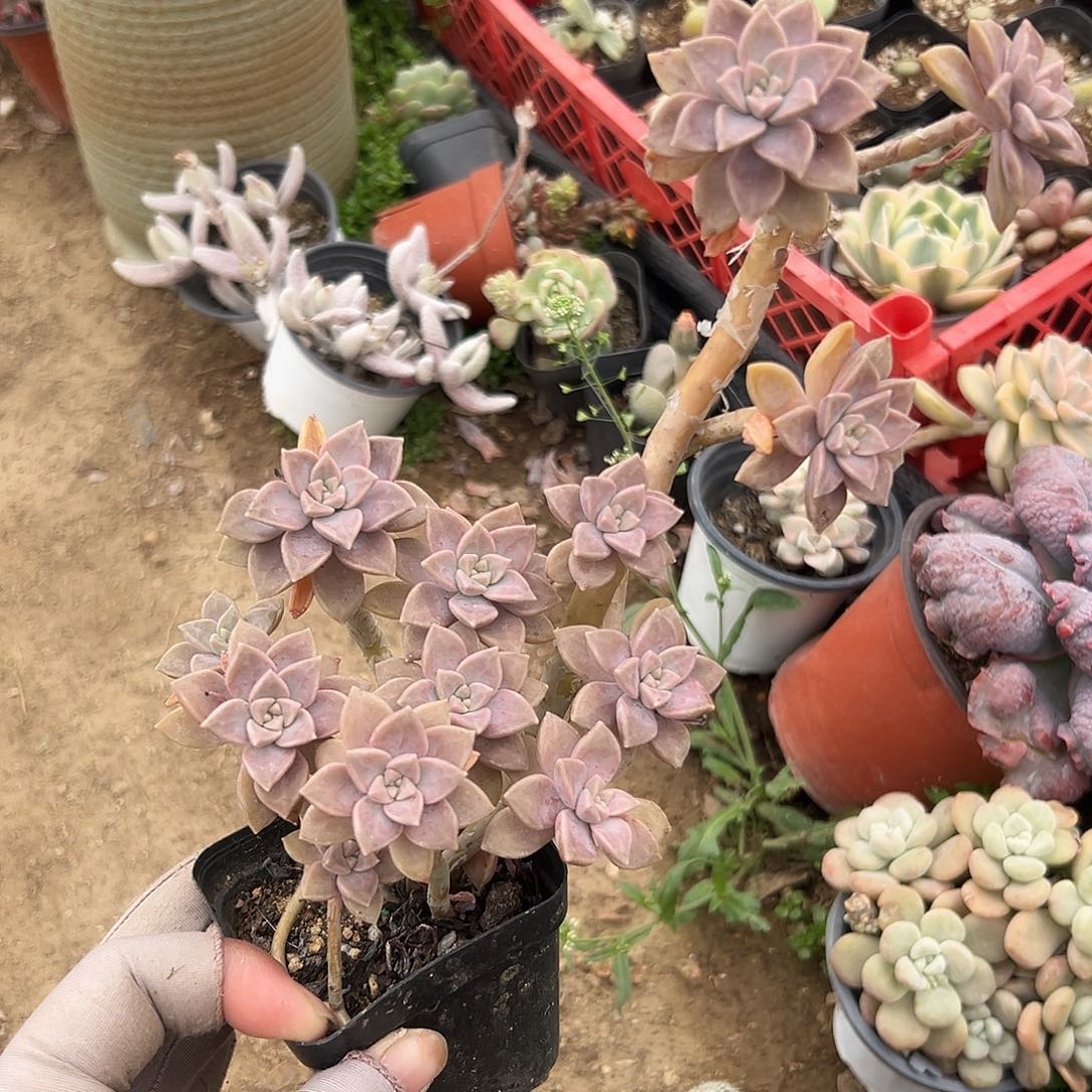 多肉植物阿伦培群