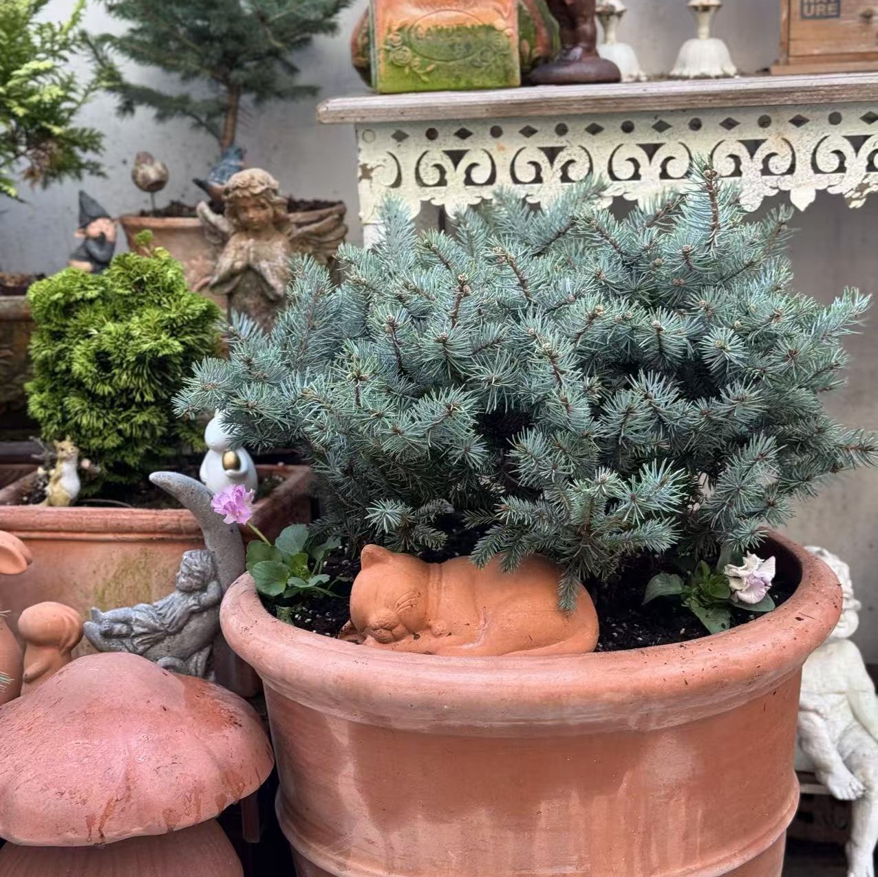 针叶类植物 四季常绿 进口新品种阳台庭院耐热耐寒植物