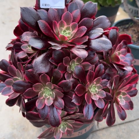 820金丝雀30厘米有断枝