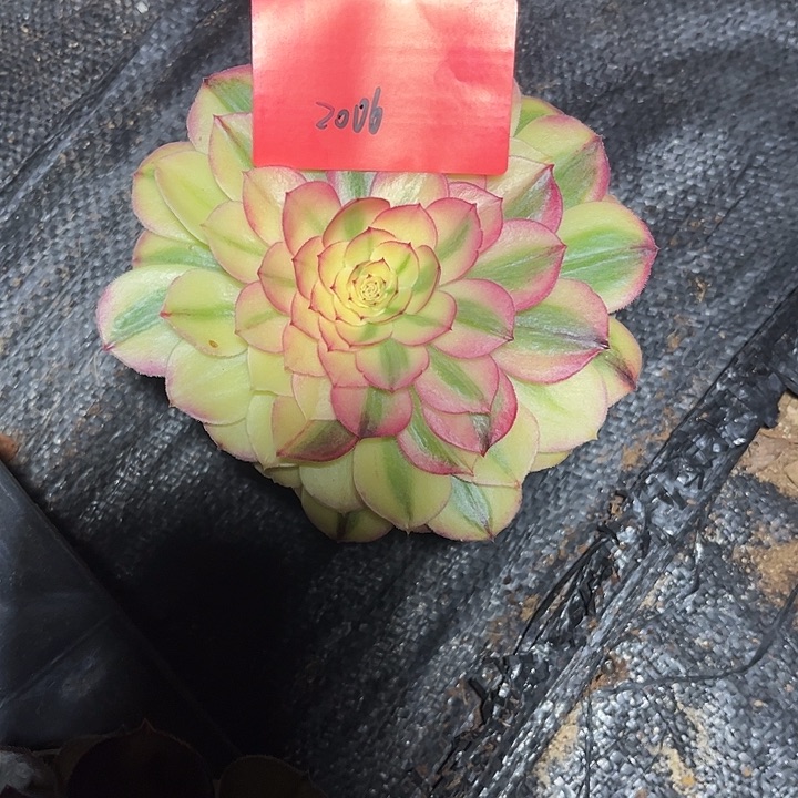 倾城多肉植物保护2006