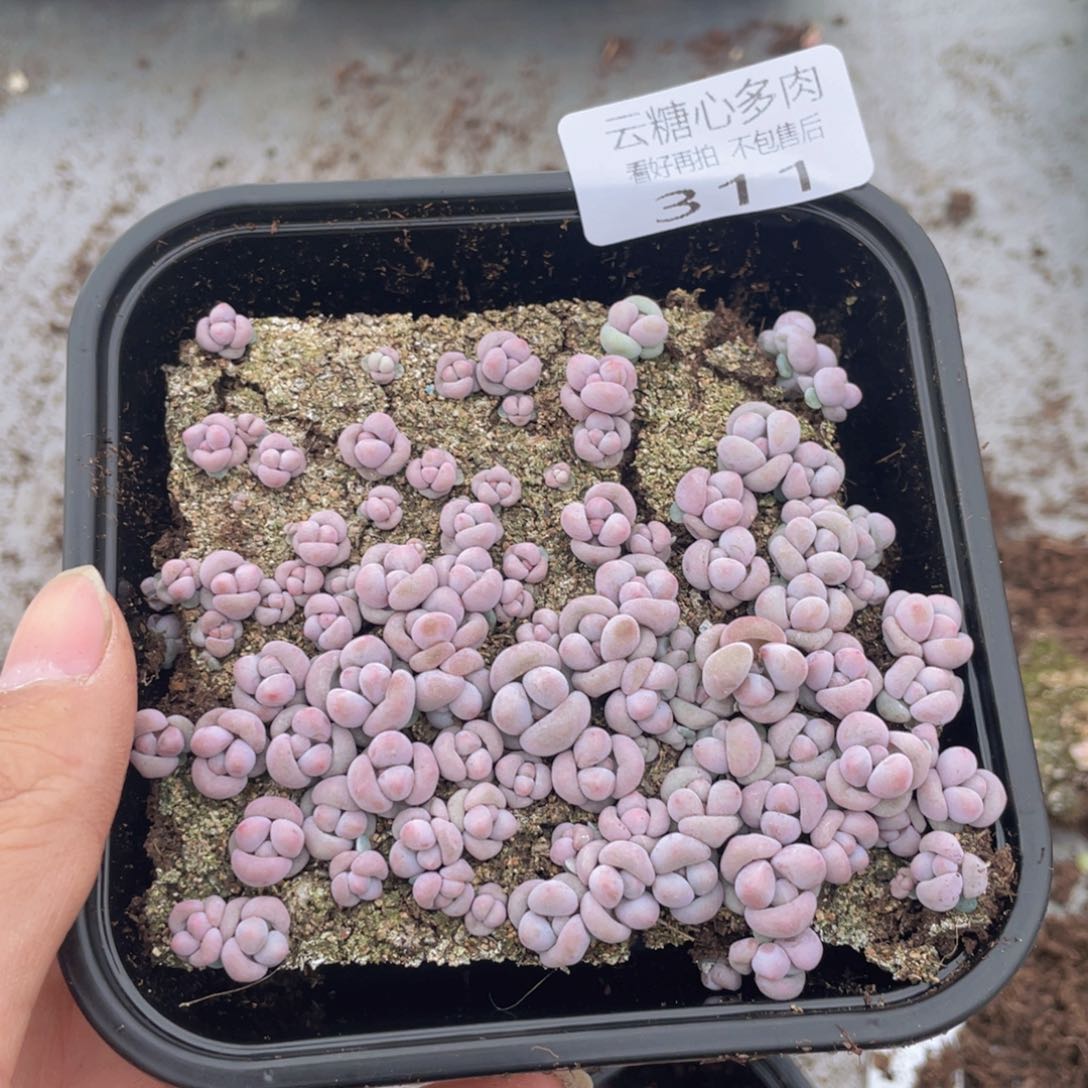 云糖心多肉植物311