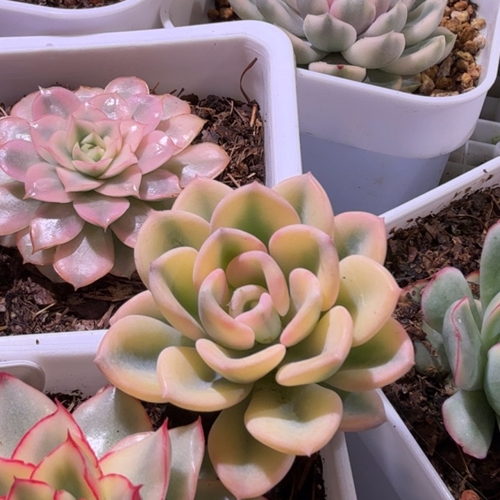 美尻锦多肉植物一物一拍