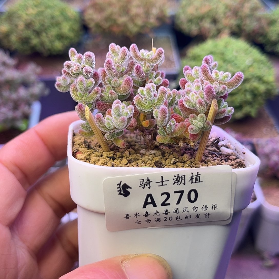 270优选冰晶枝干番杏