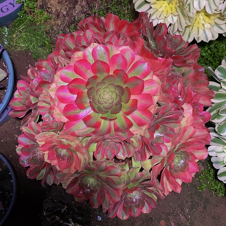 雨荷多肉植物法师