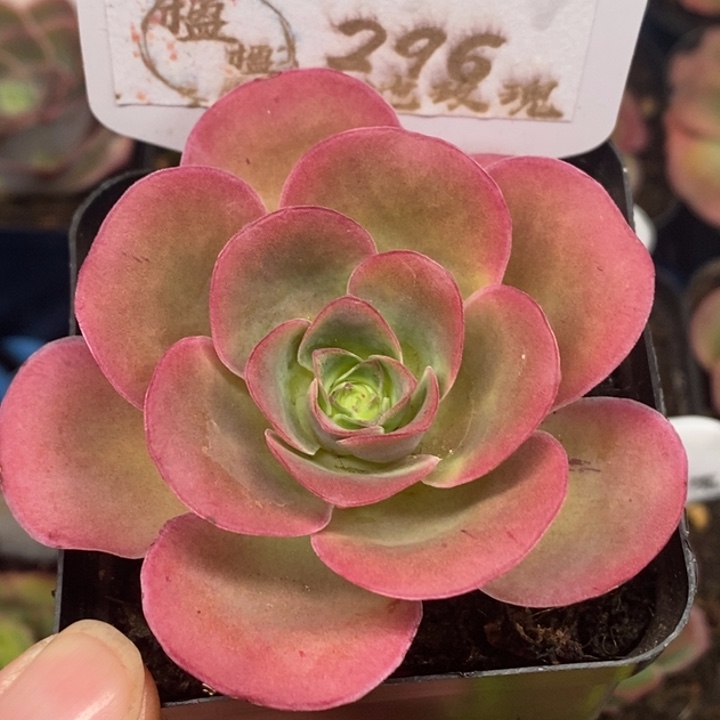 楹楹-296-冠幅 6Cm