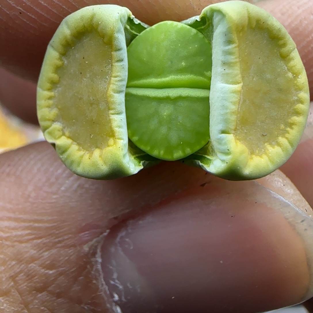 523 生石花大棚直播