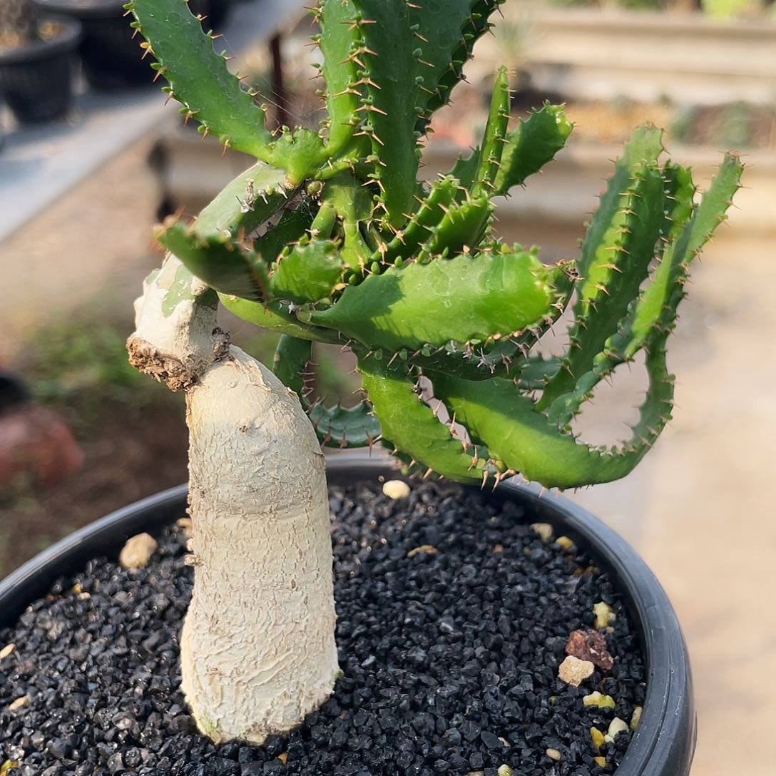 飞龙6666666666666666