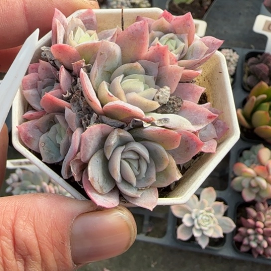 219冰片锦多肉植物多