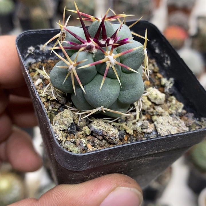 实生菲冠龙特价福利2