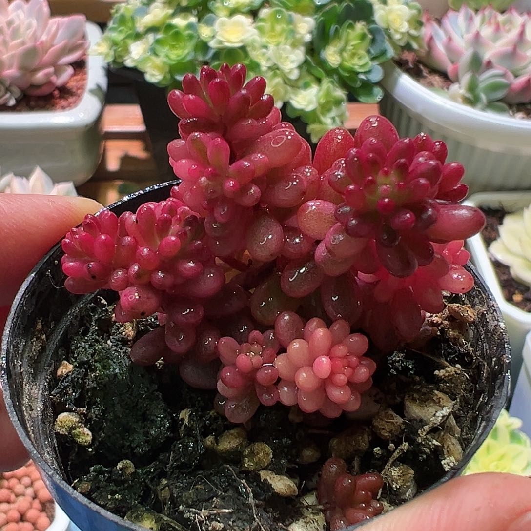 浆果锦，多肉植物