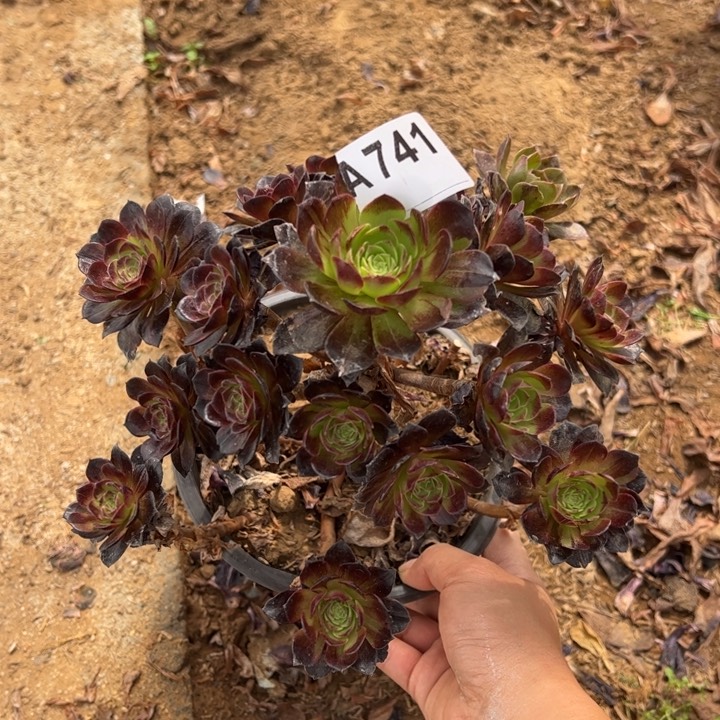 微瑕赤炎链多肉植物741