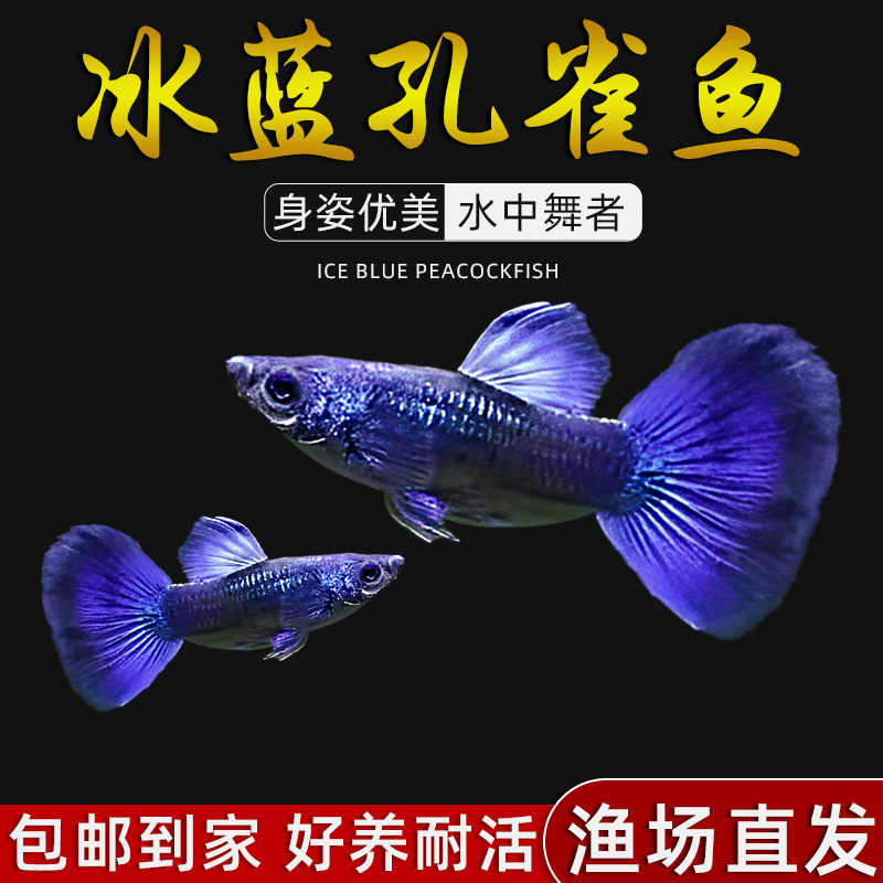 【莫斯科冰蓝】孔雀鱼4条送4条新手好养活体宠物鱼小鱼缸观赏便宜