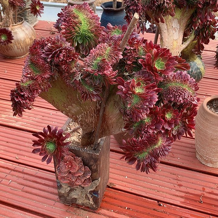 嘉年华缀脱土发货啊