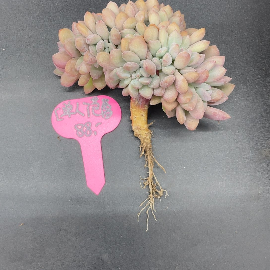 【***蕾奥普缀化一个。      