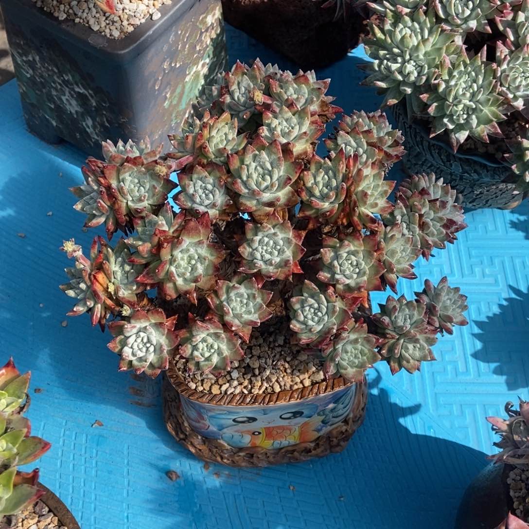 白姆多肉植物啦啦啦