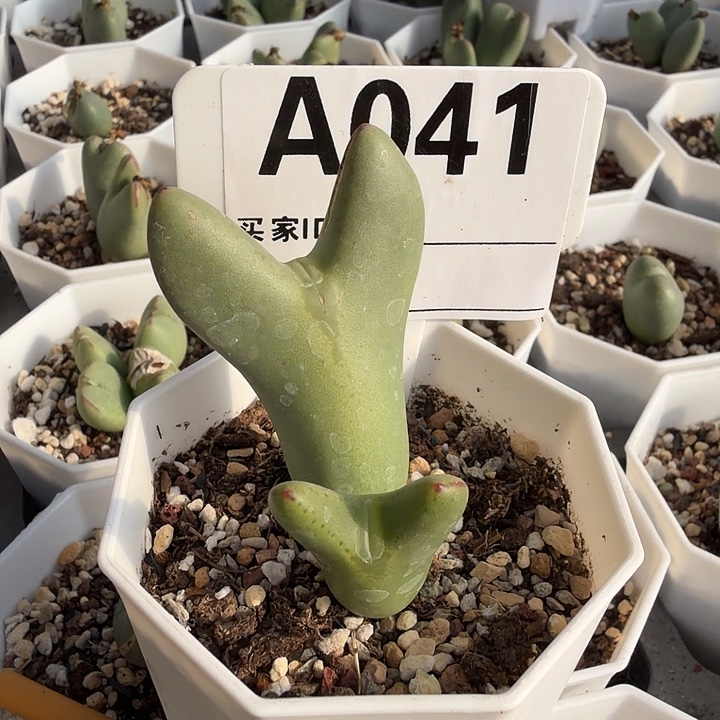 041。多肉植物的生长发育