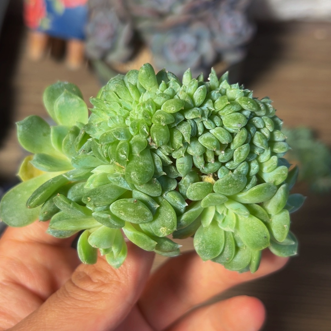 琥珀 琥珀 琥珀 琥珀