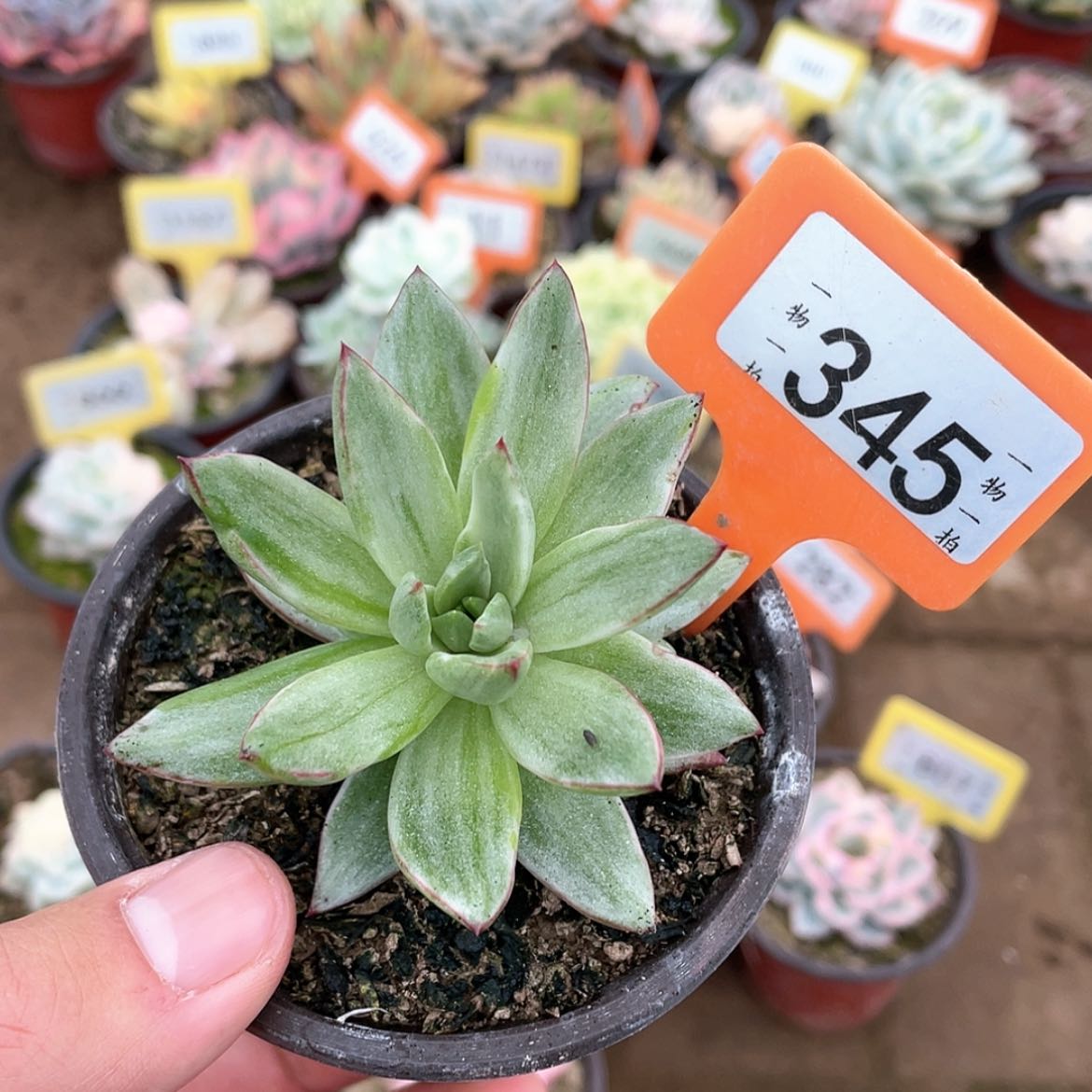 【闪购商品】345号