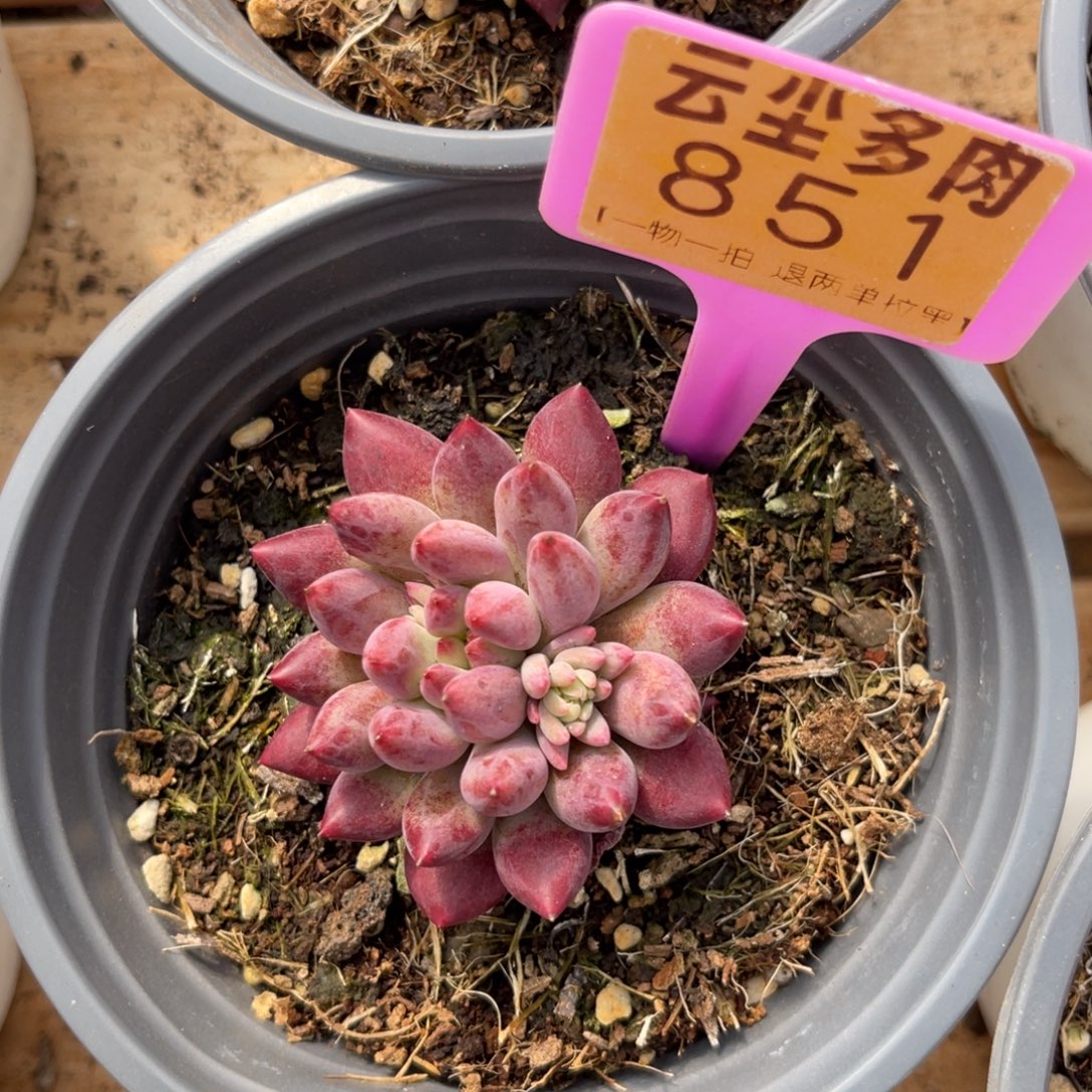 云尘多肉一物一拍851