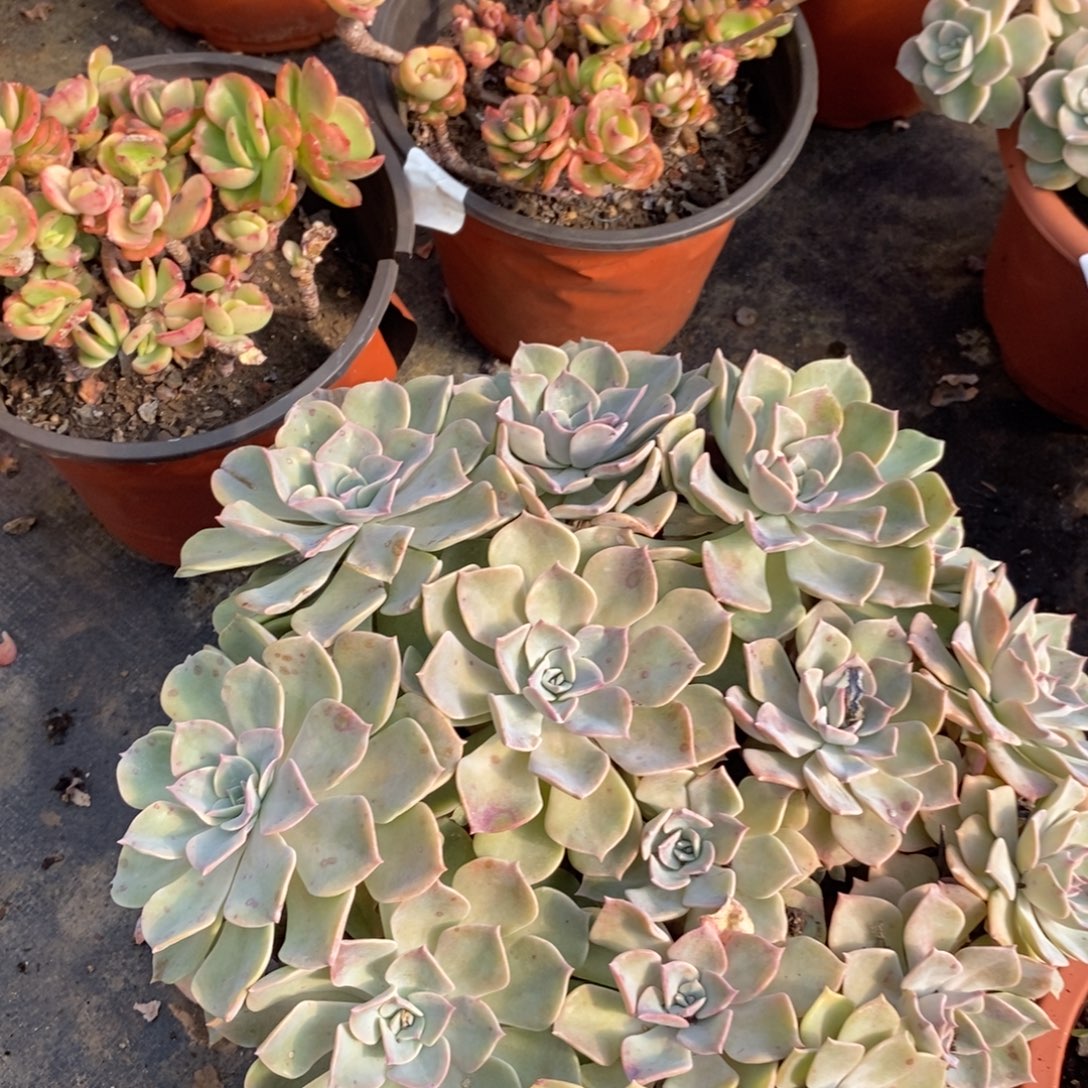 528南宫多头一物一拍