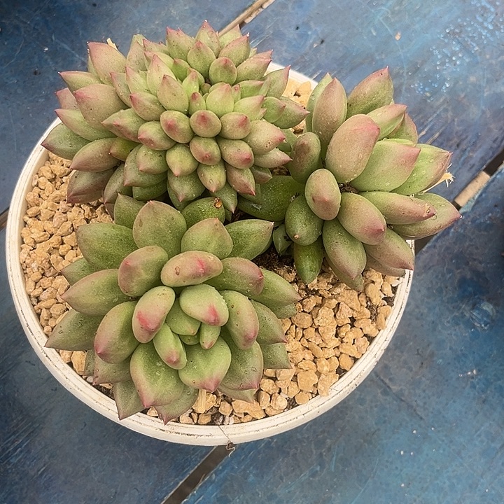 靖***雯多肉植物米其林缀化