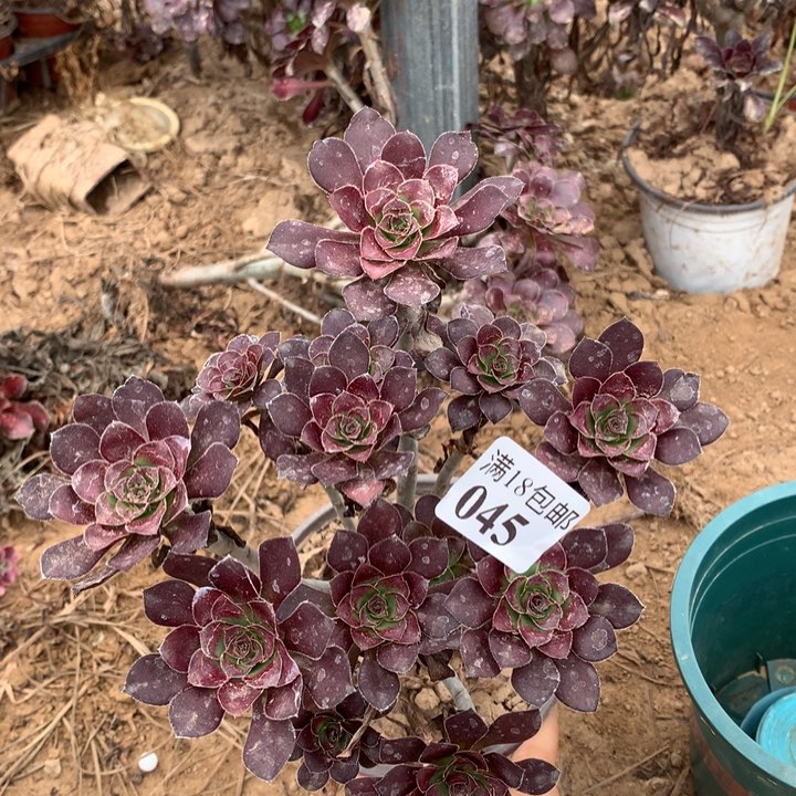 045红酒圆叶绣球2号北
