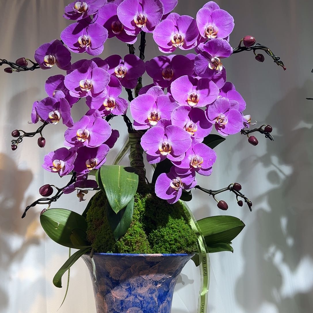 完全开放蝴蝶兰一物一拍