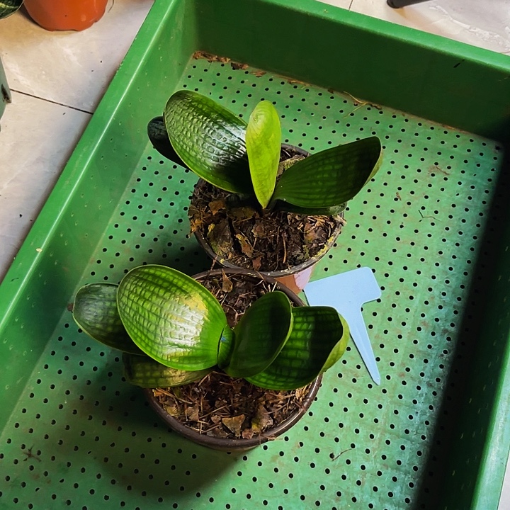 完全开放宽叶微短