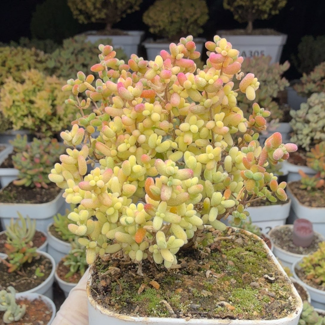 A302米粒阴阳拉丝锦