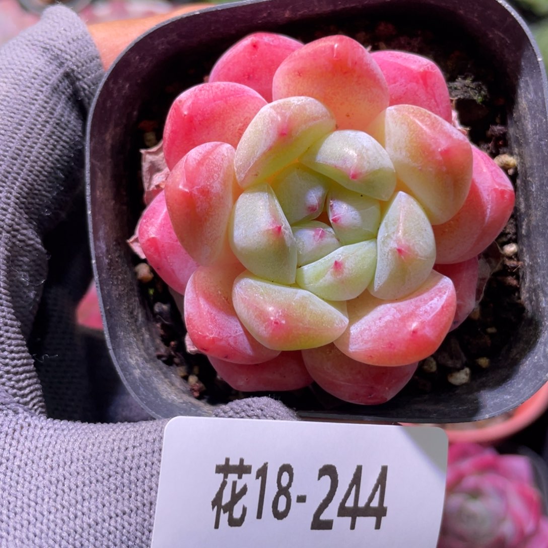 白天鹅18-244冰糖