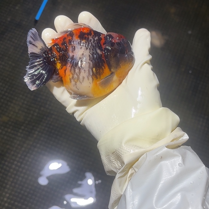 金鱼包邮155055888