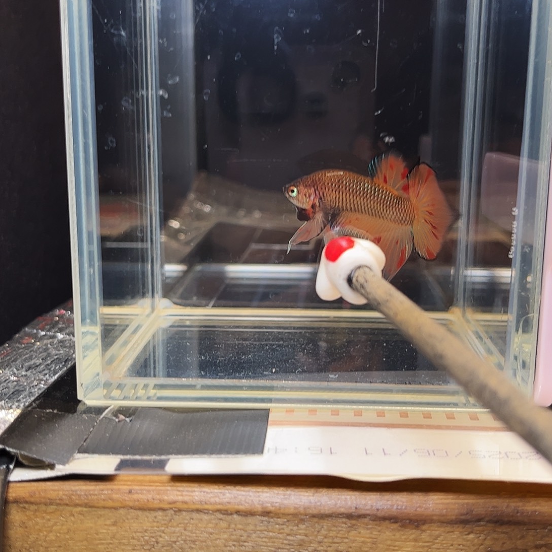 海水鱼宙斯斗鱼竞拍12-10