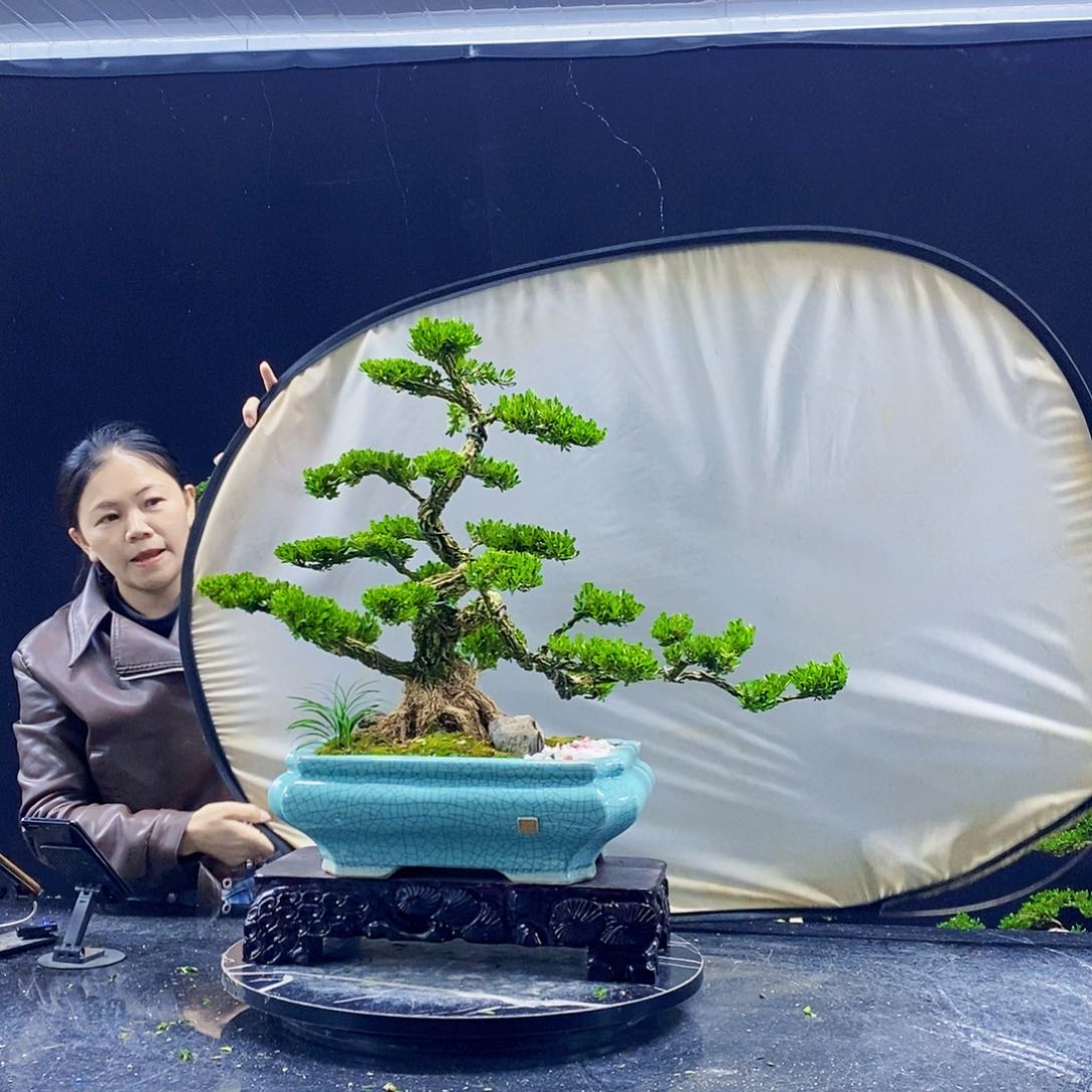 无花朵黄杨盆景造型