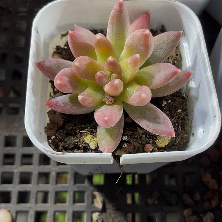 单头炫彩2.8带盆土