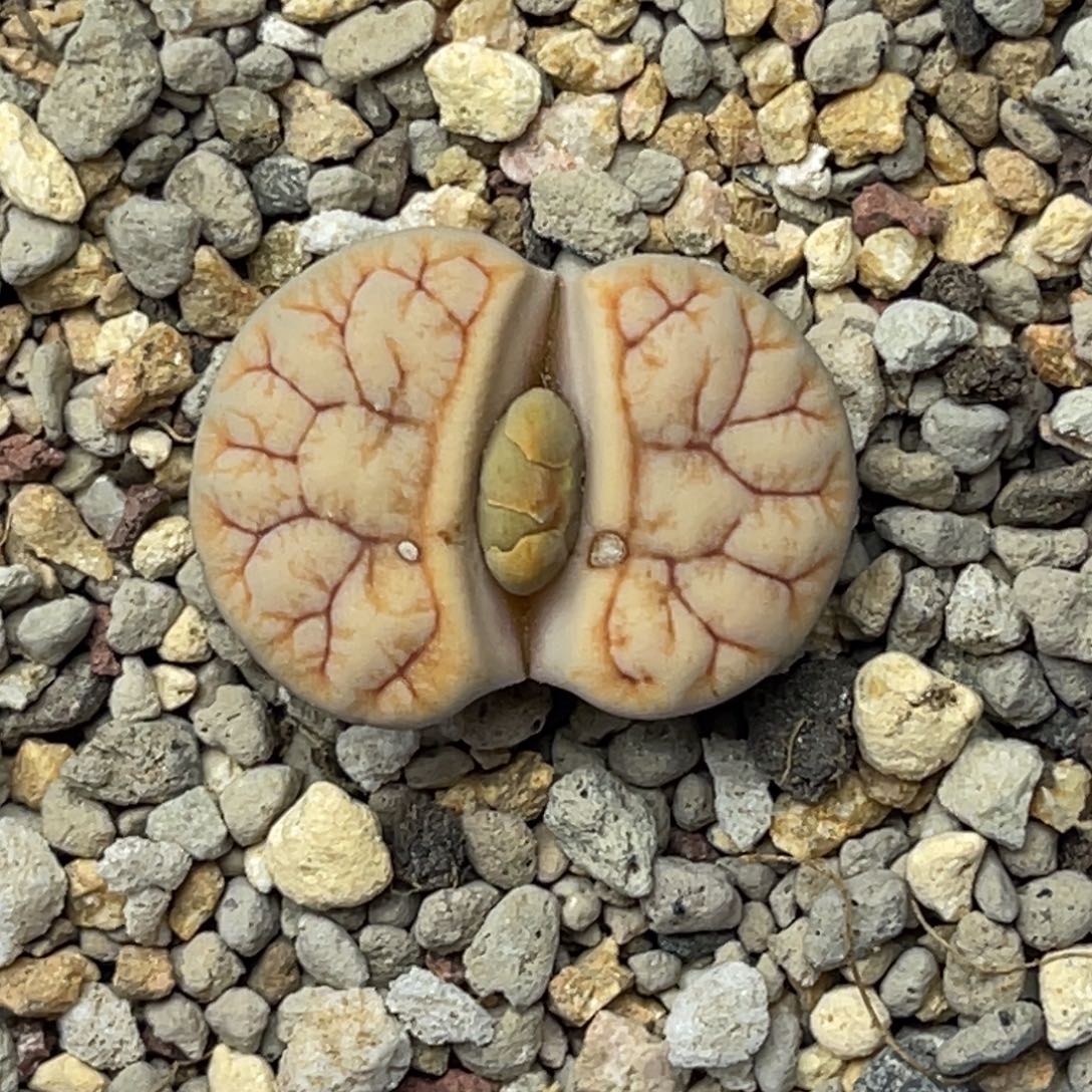 2803拿铁261尺寸2.0