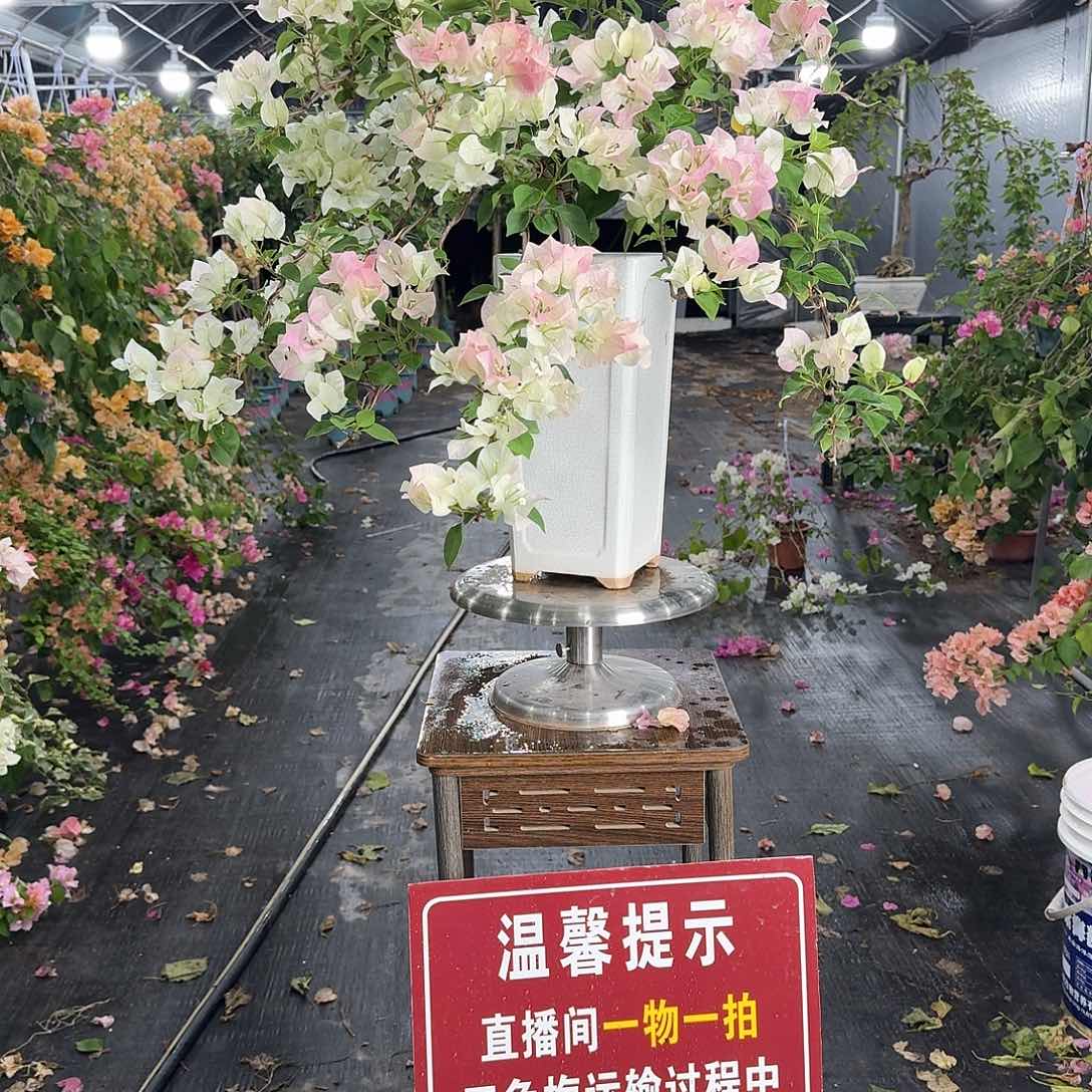 当前无花朵，栽培后可花朵?**子