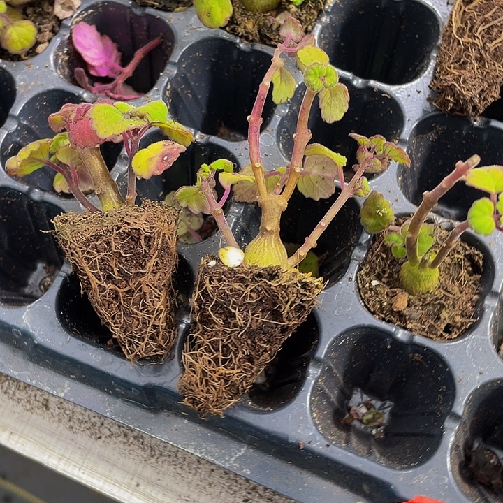 严命草1.5带土发货