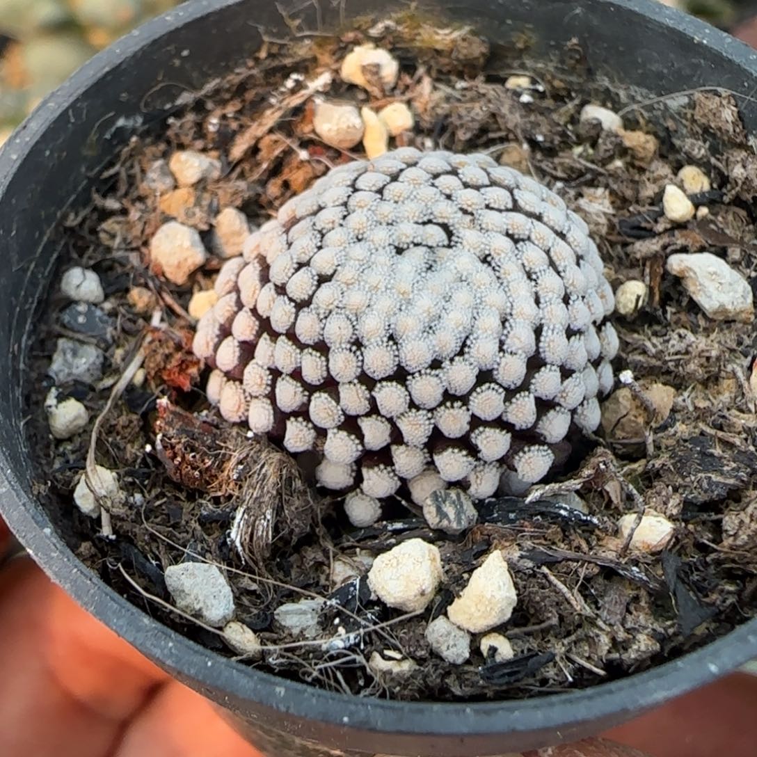 无花朵萝卜根松针164