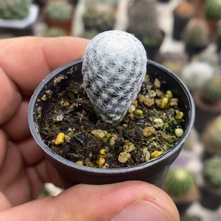 实生白鸟特价福利