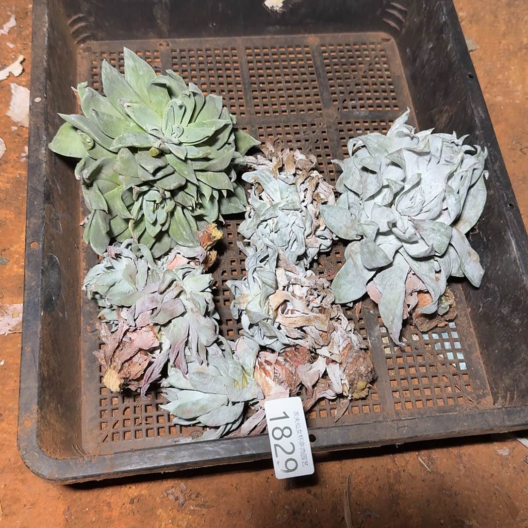 3代杂交仙女杯多肉福利瑕疵处理