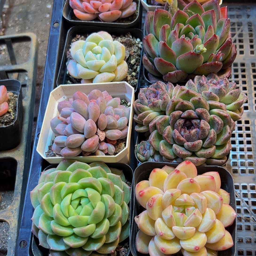 292多肉葡萄的味道是