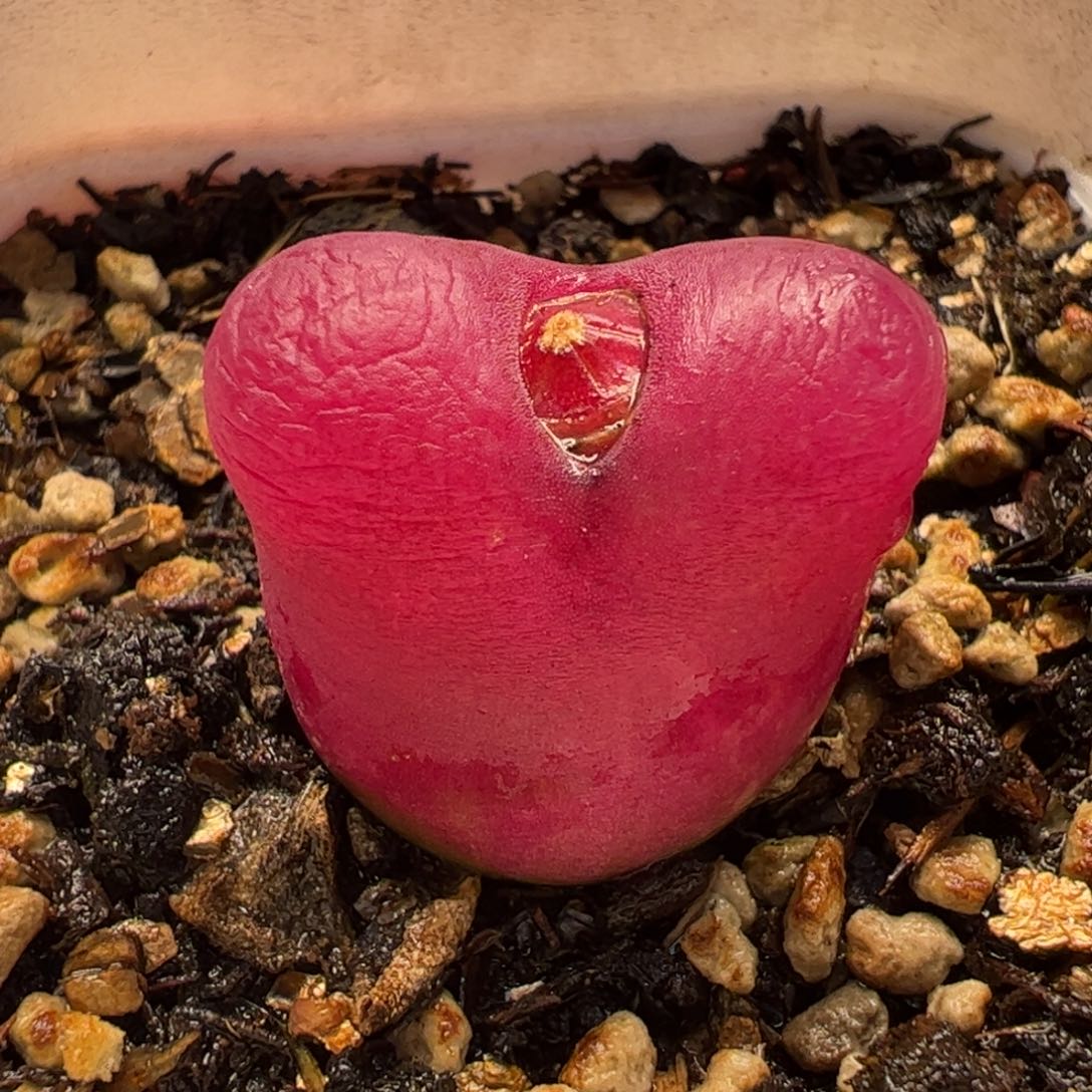 015多肉植物百科