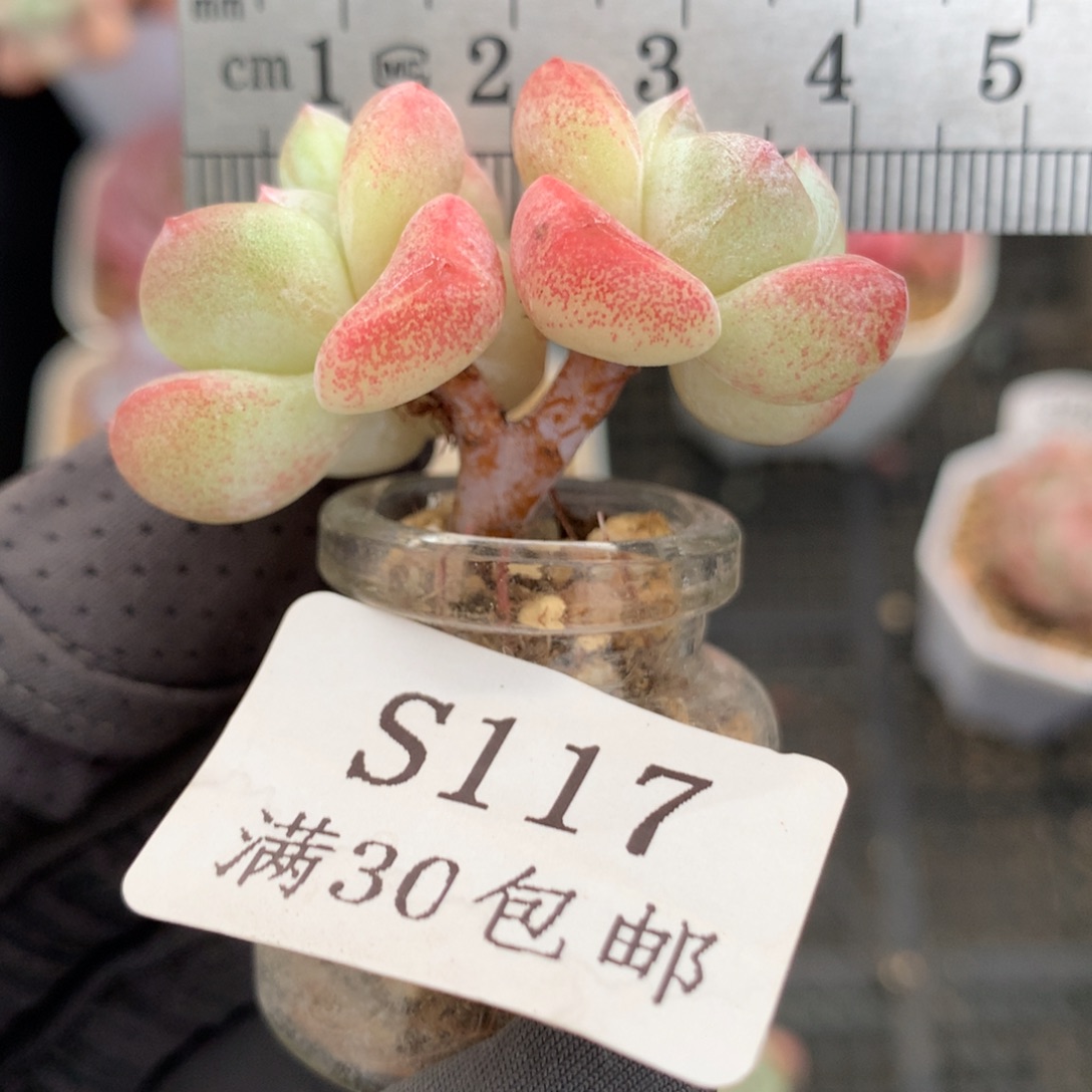 117。小树mini小脸冰玉。