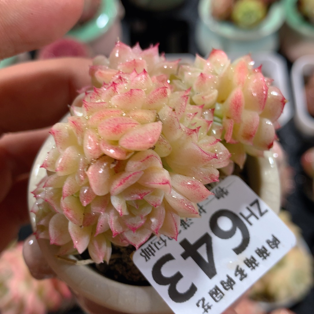 5CM拇指盆精控多肉ZH643