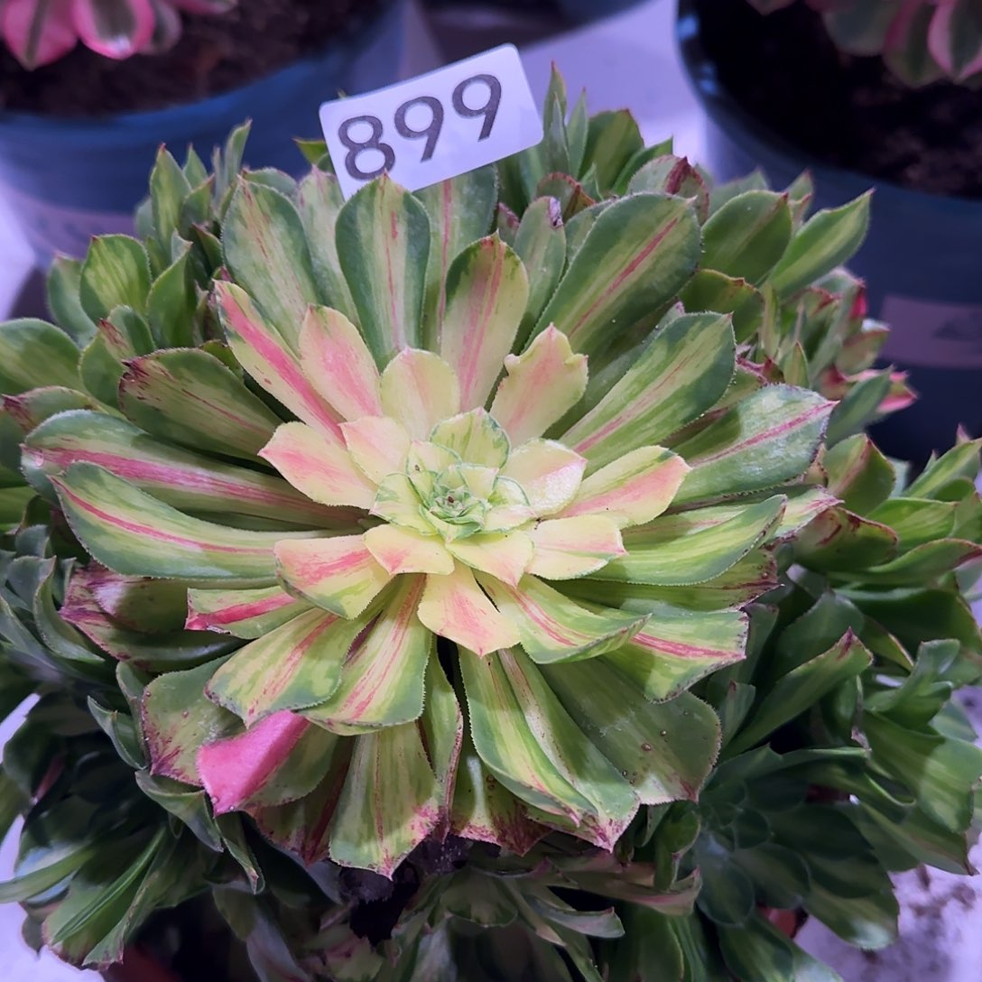 多肉植物法师知否899