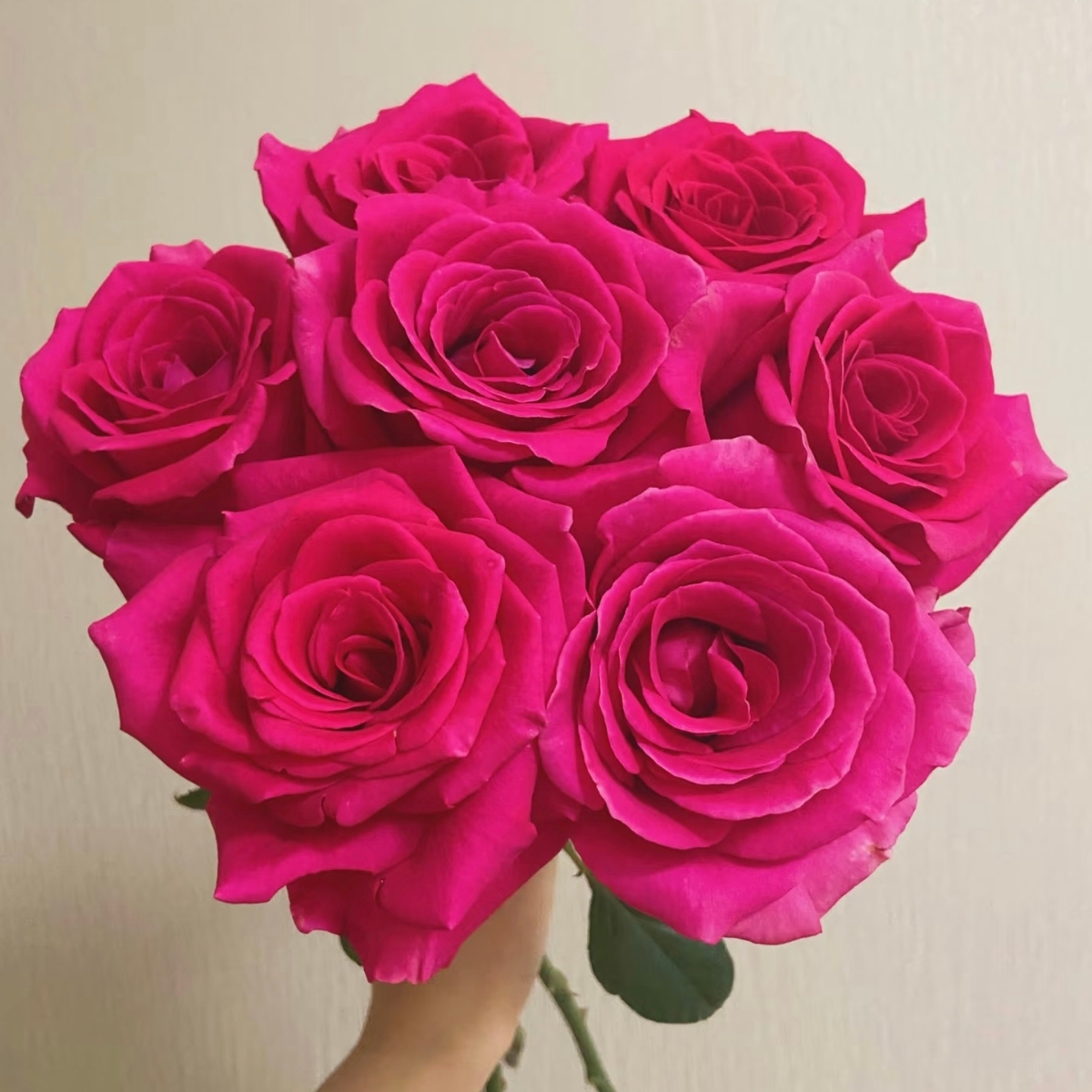 佛罗伊德  1加仑独颗扦插  大花浓香   可盆栽可地栽