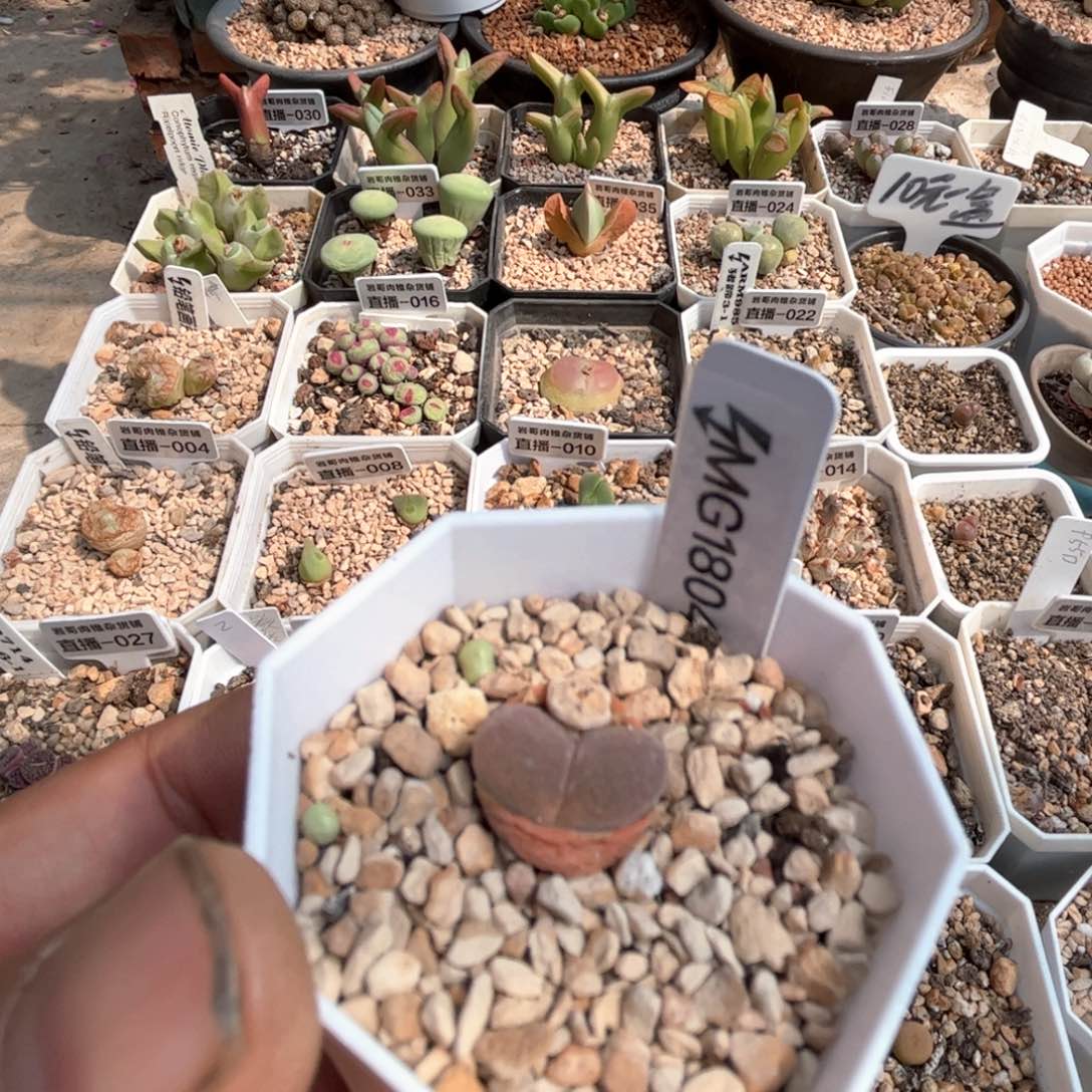 梅萨种源1804.5红宝石风铃