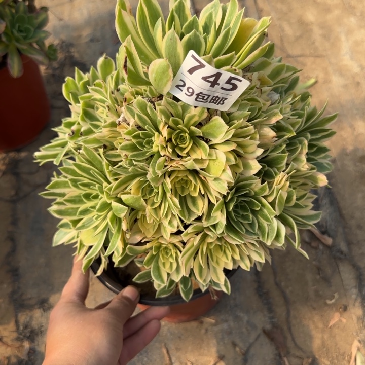 艳凝……多肉植物……